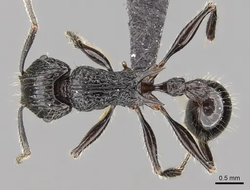 Tetramorium isoelectrum specimen
