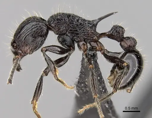 Tetramorium isoelectrum specimen