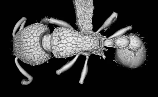 Tetramorium jarawa specimen