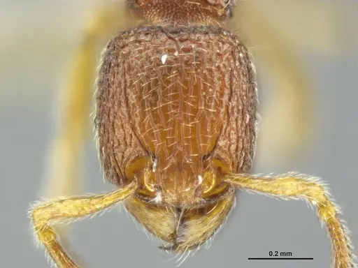 Tetramorium jarawa specimen