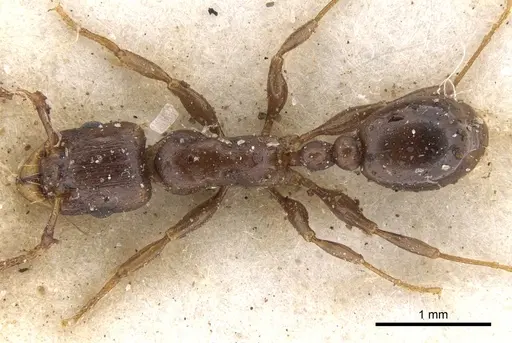 Tetramorium jauresi - CASENT0901234