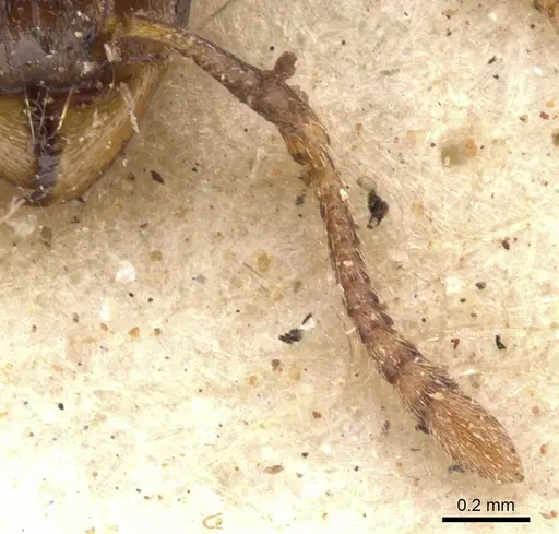 Tetramorium jauresi - CASENT0901234