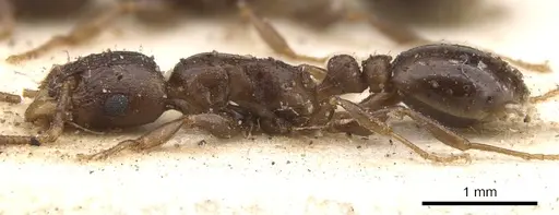 Tetramorium jauresi - CASENT0901234