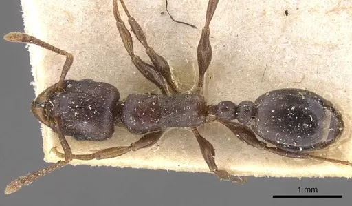 Tetramorium jauresi - CASENT0909136