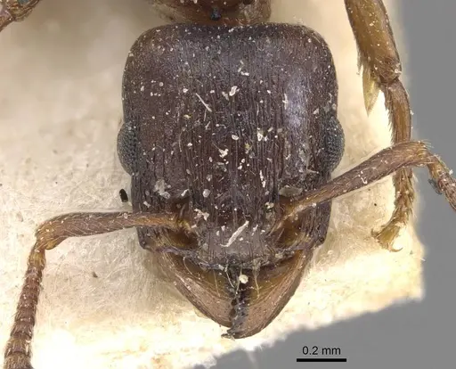 Tetramorium jauresi - CASENT0909136