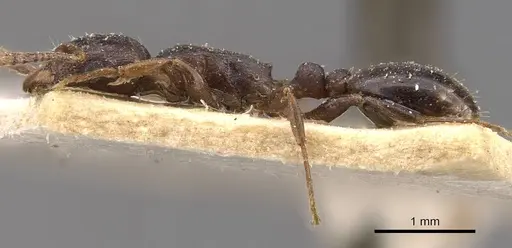 Tetramorium jauresi - CASENT0909136