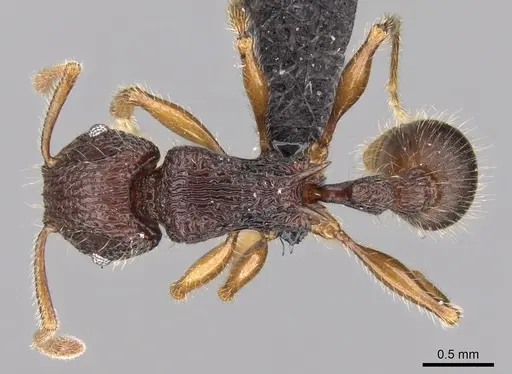 Tetramorium jedi specimen