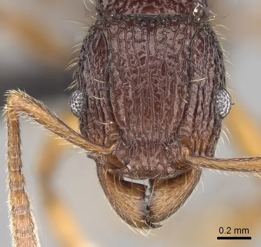 Tetramorium jedi specimen