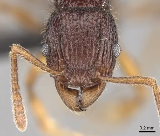 Tetramorium jedi specimen