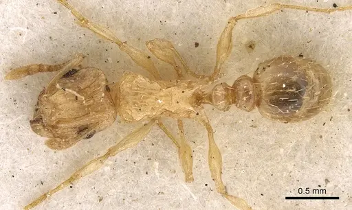 Tetramorium jejunum specimen