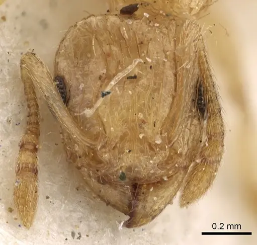 Tetramorium jejunum specimen