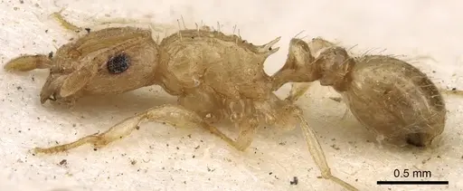 Tetramorium jejunum specimen