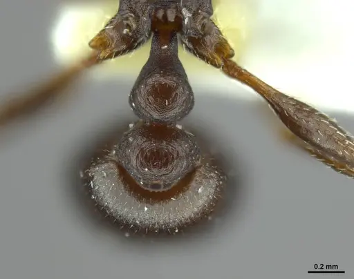 Tetramorium jordani specimen