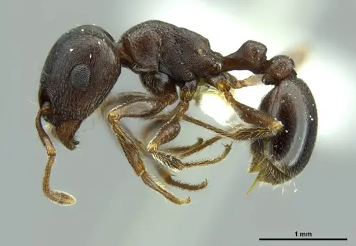 Tetramorium jordani - CASENT0248475