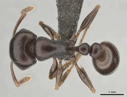 Tetramorium jordani - CASENT0813028