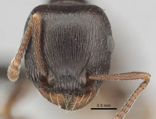 Tetramorium jordani - CASENT0813028