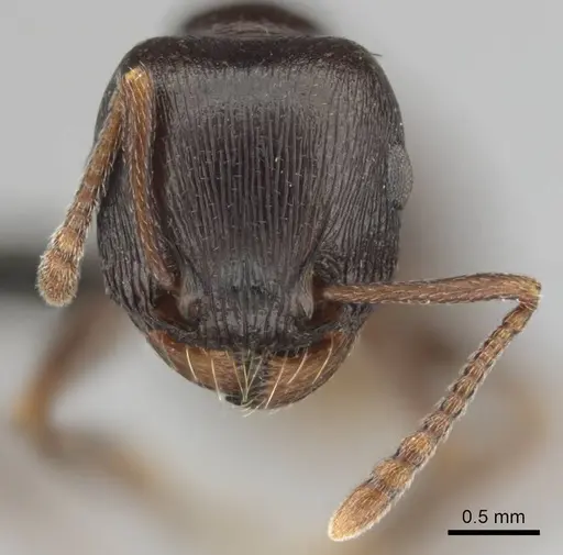 Tetramorium jordani - CASENT0813028