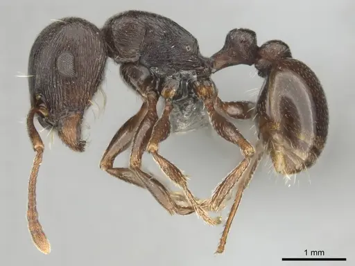 Tetramorium jordani - CASENT0813028