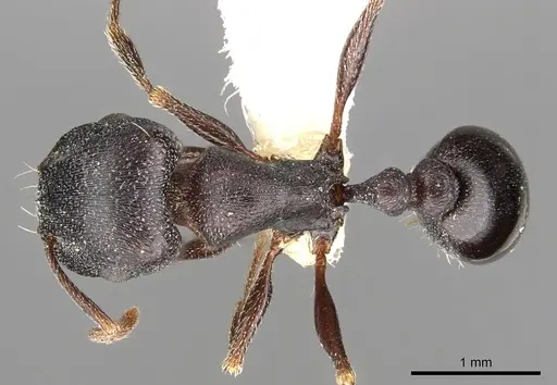 Tetramorium jordani - CASENT0901180