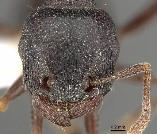 Tetramorium jordani - CASENT0901180