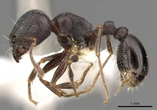 Tetramorium jordani - CASENT0901180