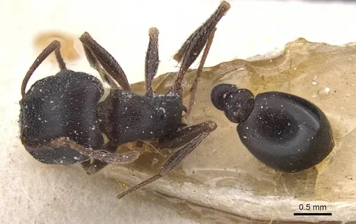 Tetramorium jordani - CASENT0915021