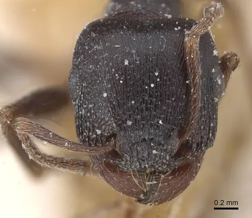 Tetramorium jordani - CASENT0915021