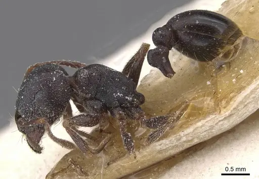Tetramorium jordani - CASENT0915021