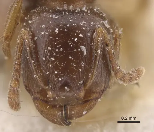 Tetramorium judas specimen