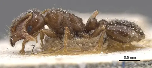 Tetramorium judas specimen
