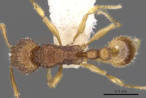 Tetramorium jugatum specimen