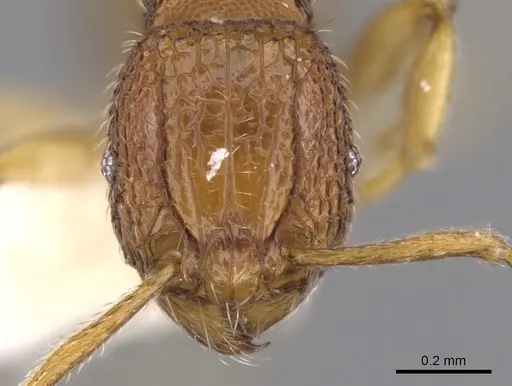 Tetramorium jugatum specimen