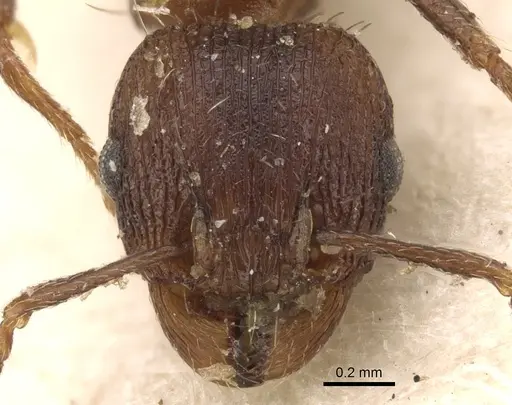 Tetramorium kabulistanicum specimen