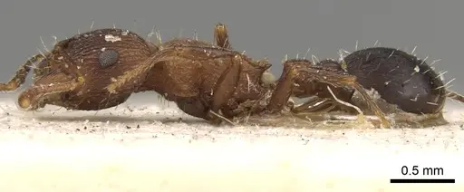 Tetramorium kabulistanicum specimen