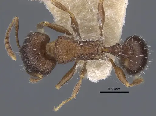 Tetramorium kabulistanicum - CASENT0917252