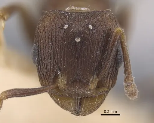 Tetramorium kabulistanicum - CASENT0917253