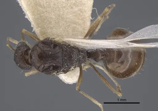 Tetramorium kabulistanicum - CASENT0917254