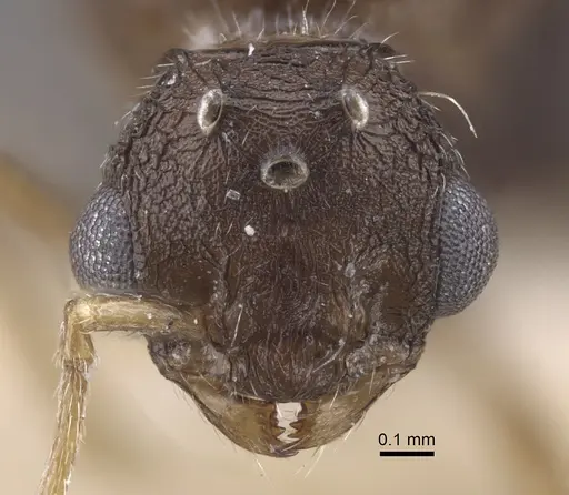 Tetramorium kabulistanicum - CASENT0917254