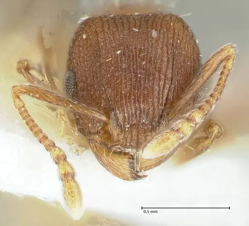 Tetramorium kabulistanicum - FOCOL1858-1