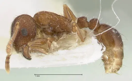 Tetramorium kabulistanicum - FOCOL1858-1