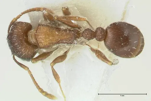 Tetramorium kabulistanicum - FOCOL1858-2