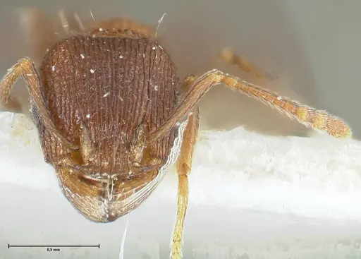 Tetramorium kabulistanicum - FOCOL1858-2