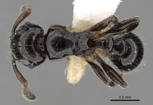 Tetramorium kakamega specimen