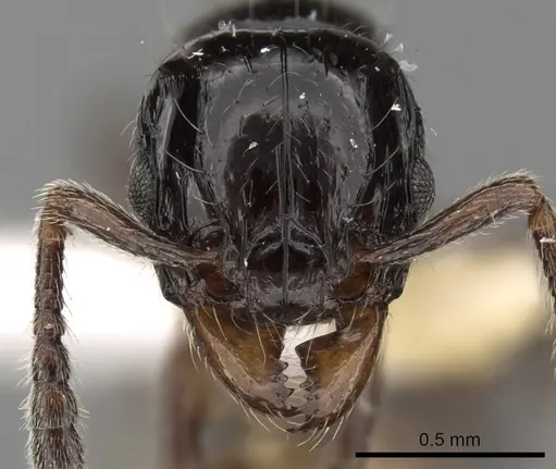 Tetramorium kakamega specimen