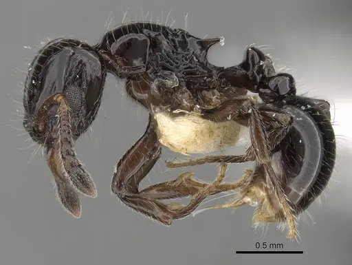 Tetramorium kakamega specimen