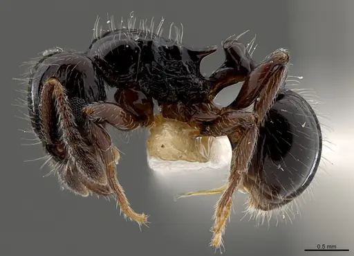 Tetramorium kakamega - CASENT0217321