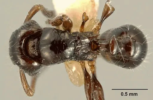 Tetramorium kakamega - ZFMKHYM20096098