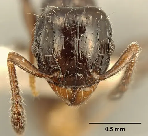 Tetramorium kakamega - ZFMKHYM20096098