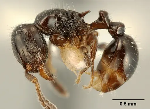 Tetramorium kakamega - ZFMKHYM20096098