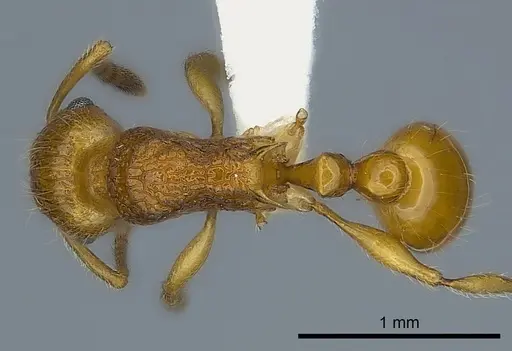 Tetramorium kali specimen